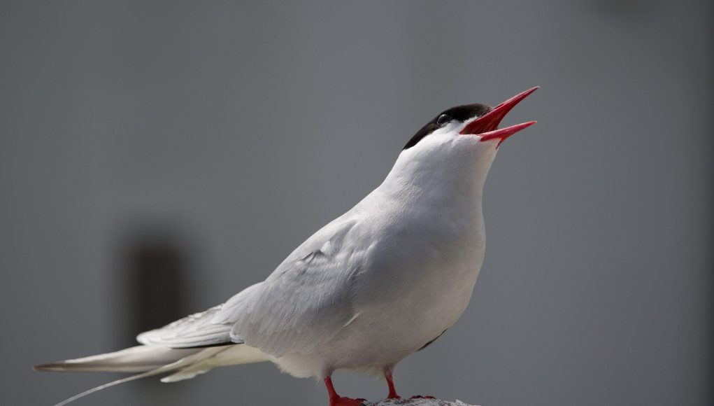 First evidence of the impact of climate change on Arctic Terns