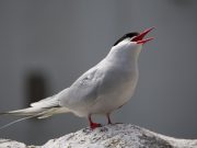 First evidence of the impact of climate change on Arctic Terns