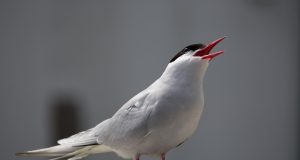 First evidence of the impact of climate change on Arctic Terns