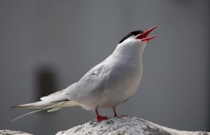 First evidence of the impact of climate change on Arctic Terns