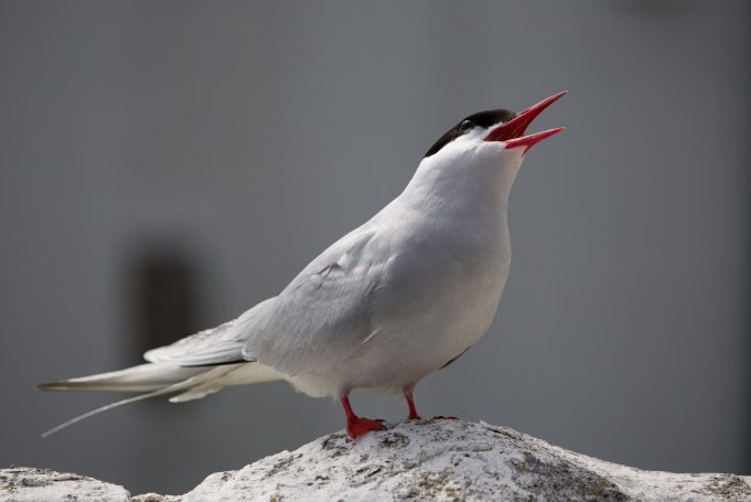 First evidence of the impact of climate change on Arctic Terns First evidence of the impact of climate change on Arctic Terns