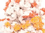 In a first for cell biology scientists observe ribosome assembly in real time