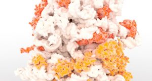 In a first for cell biology scientists observe ribosome assembly in real time