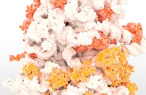 In a first for cell biology scientists observe ribosome assembly in real time