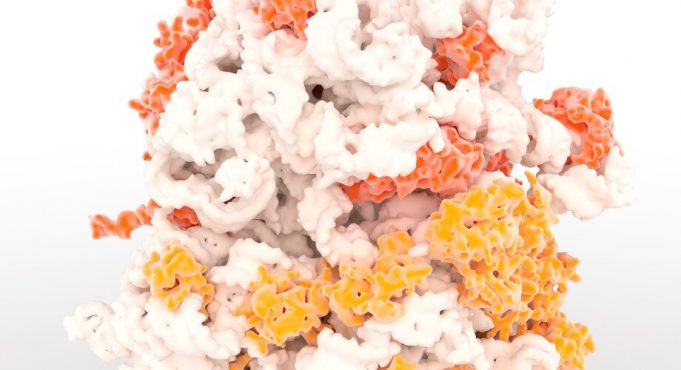 In a first for cell biology, scientists observe ribosome assembly in real time In a first for cell biology scientists observe ribosome assembly in real time