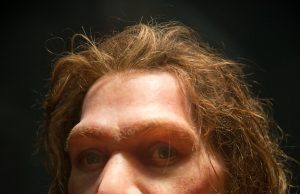 Inbreeding and populationdemographic shifts could have led to Neanderthal extinction