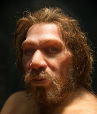 Inbreeding and populationdemographic shifts could have led to Neanderthal extinction