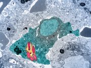 Magnesium deprivation stops pathogen growth scaled