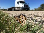 Millions of monarch butterflies killed on Texas highways