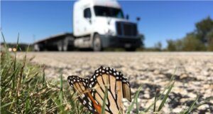 Millions of monarch butterflies killed on Texas highways