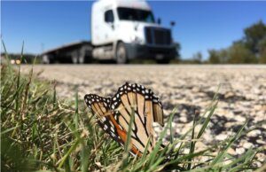 Millions of monarch butterflies killed on Texas highways