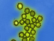 New flu drug drives drug resistance in influenza viruses