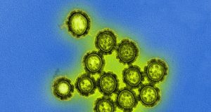 New flu drug drives drug resistance in influenza viruses