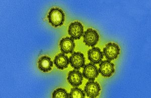 New flu drug drives drug resistance in influenza viruses