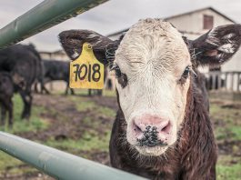 New vaccine will stop the spread of bovine tuberculosis