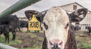 New vaccine will stop the spread of bovine tuberculosis