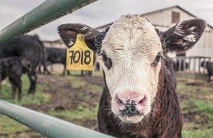 New vaccine will stop the spread of bovine tuberculosis