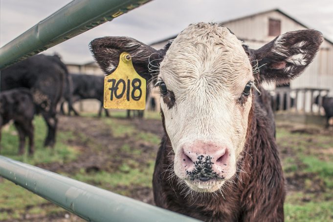 New vaccine will stop the spread of bovine tuberculosis New vaccine will stop the spread of bovine tuberculosis