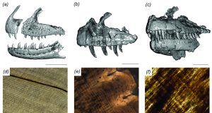 Researchers determine dinosaur replaced teeth as fast as sharks