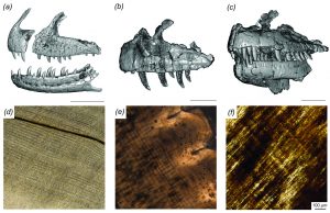 Researchers determine dinosaur replaced teeth as fast as sharks