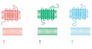 Researchers find new signaling systems in human cells