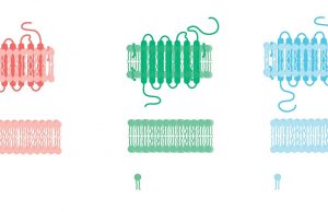 Researchers find new signaling systems in human cells