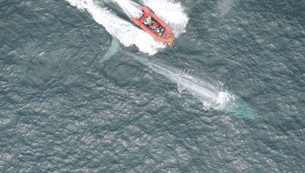 Researchers report first recording of a blue whales heart rate