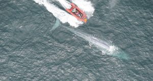 Researchers report first recording of a blue whales heart rate