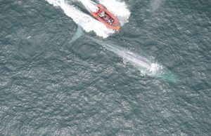Researchers report first recording of a blue whales heart rate