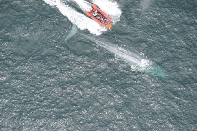 Researchers report first recording of a blue whale’s heart rate Researchers report first recording of a blue whales heart rate