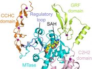 Scientists crack structure of a novel enzyme linked to cell growth and cancer