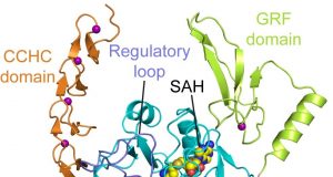 Scientists crack structure of a novel enzyme linked to cell growth and cancer
