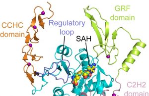 Scientists crack structure of a novel enzyme linked to cell growth and cancer