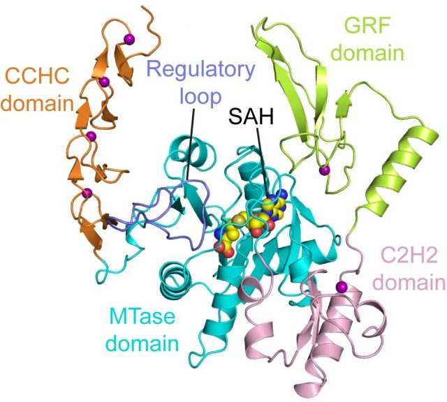 Scientists crack structure of a novel enzyme linked to cell growth and cancer