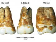 Study reveals that humans migrated from Europe to the Levant 40000 years ago