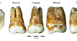 Study reveals that humans migrated from Europe to the Levant 40000 years ago