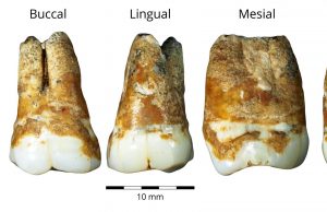 Study reveals that humans migrated from Europe to the Levant 40000 years ago