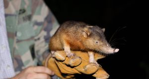 Unravelling the venomous bite of an endangered mammal scaled