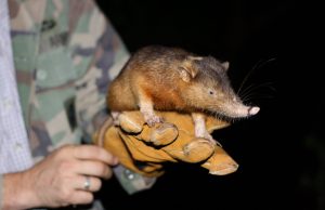 Unravelling the venomous bite of an endangered mammal scaled