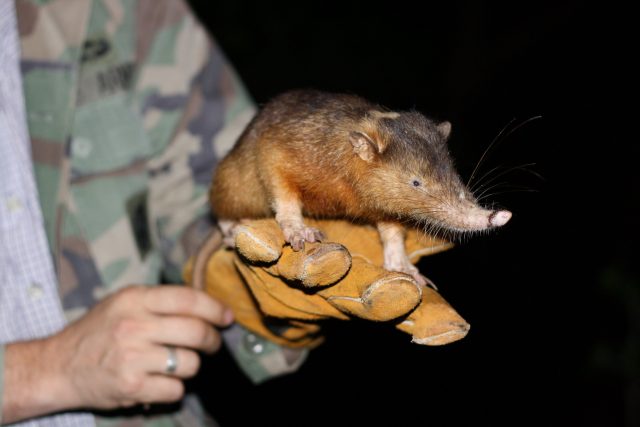 Unravelling the venomous bite of an endangered mammal scaled