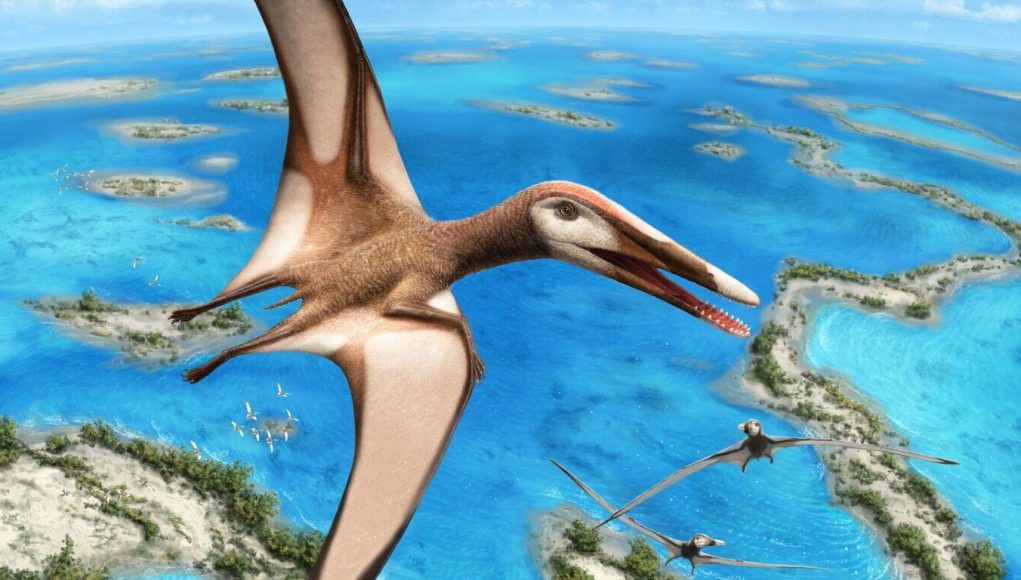 95 million year old fossil reveals new group of pterosaurs