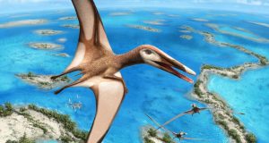 95 million year old fossil reveals new group of pterosaurs