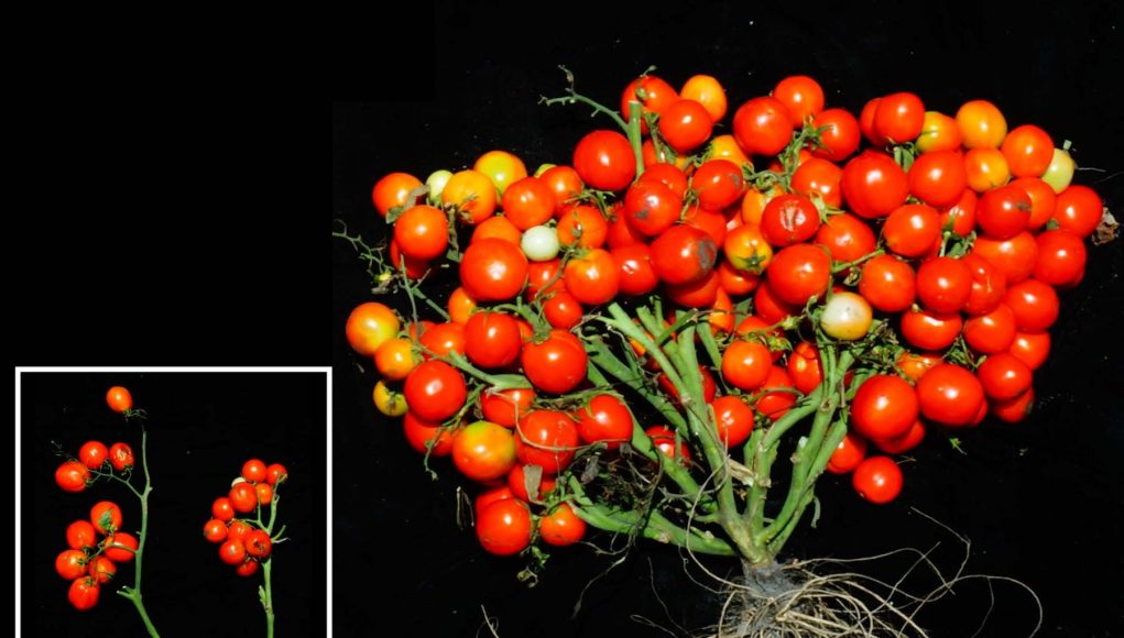 A new tomato ideal for urban gardens and even outer space