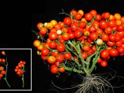 A new tomato ideal for urban gardens and even outer space