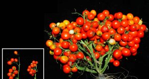 A new tomato ideal for urban gardens and even outer space