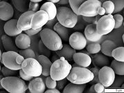 All pilsner yeast strains originate from a single yeast ancestor