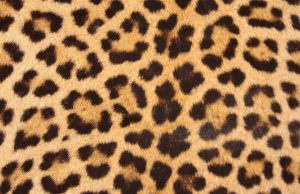 Azteca ant colonies move the same way leopards’ spots form Azteca ant colonies move the same way leopards spots form