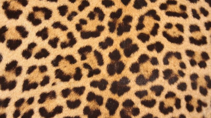 Azteca ant colonies move the same way leopards’ spots form Azteca ant colonies move the same way leopards spots form