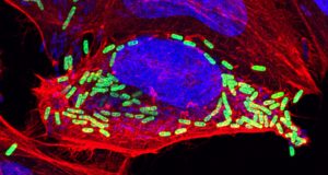 Bacteria can outsmart programmed cell death