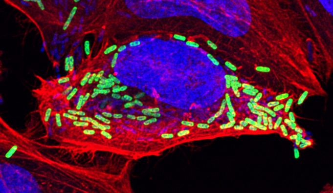 Bacteria can ‘outsmart’ programmed cell death Bacteria can outsmart programmed cell death